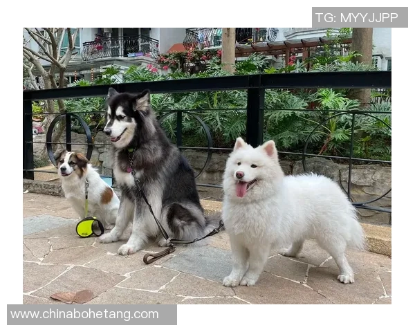 萨摩耶犬与足球明星的精彩瞬间分享，萌宠与运动的完美结合